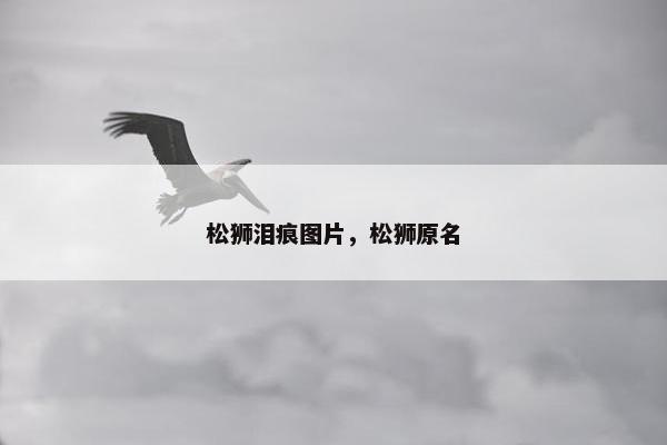 松狮泪痕图片，松狮原名