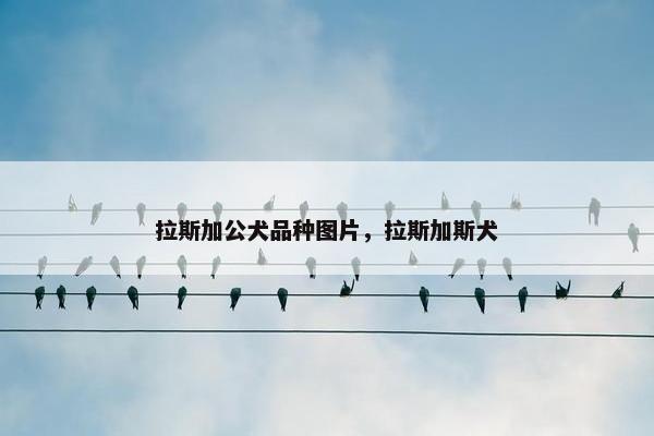 拉斯加公犬品种图片，拉斯加斯犬