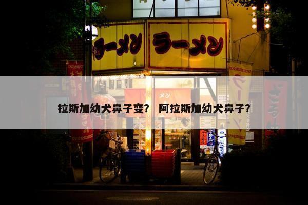拉斯加幼犬鼻子变？ 阿拉斯加幼犬鼻子？
