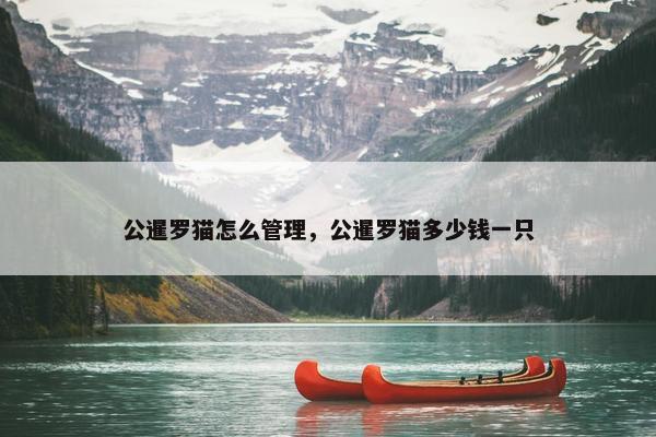 公暹罗猫怎么管理，公暹罗猫多少钱一只