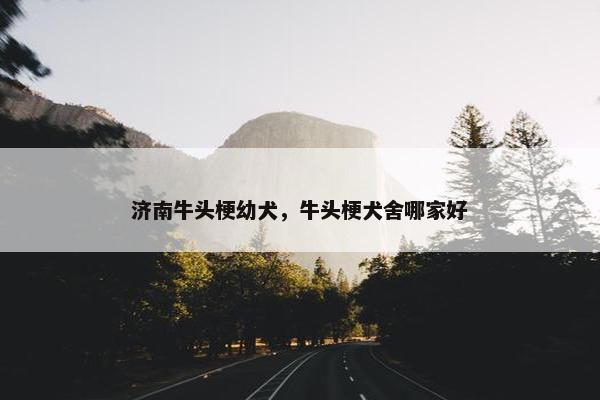济南牛头梗幼犬，牛头梗犬舍哪家好