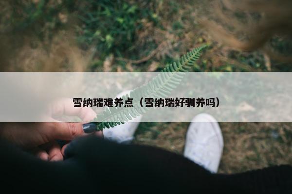 雪纳瑞难养点（雪纳瑞好驯养吗）