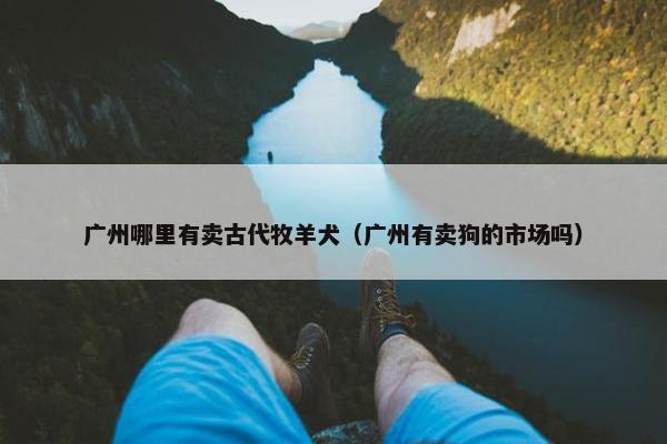 广州哪里有卖古代牧羊犬（广州有卖狗的市场吗）