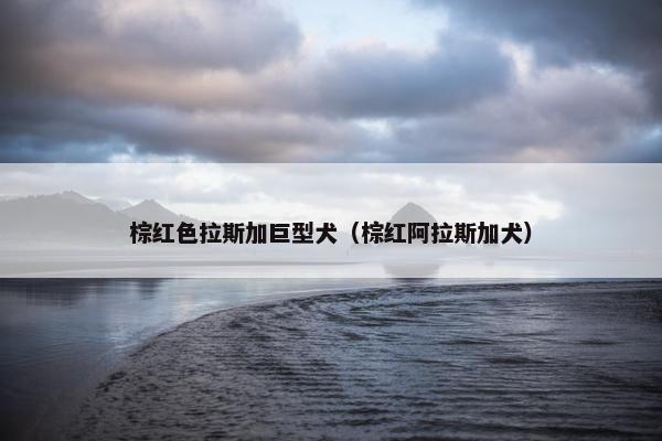 棕红色拉斯加巨型犬（棕红阿拉斯加犬）