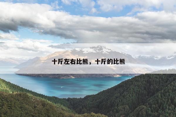 十斤左右比熊，十斤的比熊
