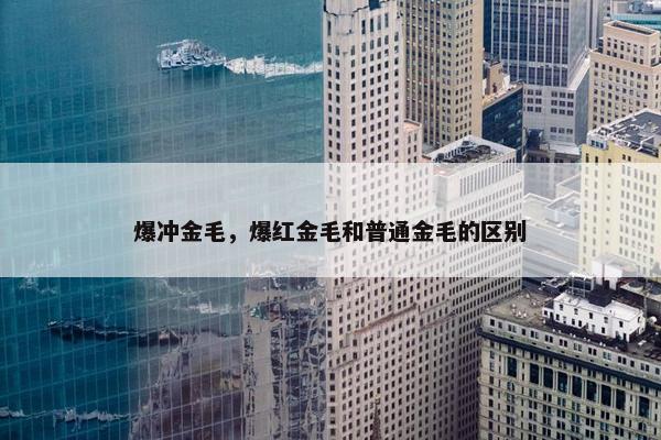 爆冲金毛，爆红金毛和普通金毛的区别