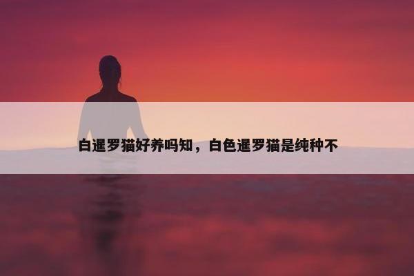 白暹罗猫好养吗知，白色暹罗猫是纯种不