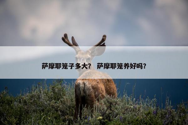 萨摩耶笼子多大？ 萨摩耶笼养好吗？