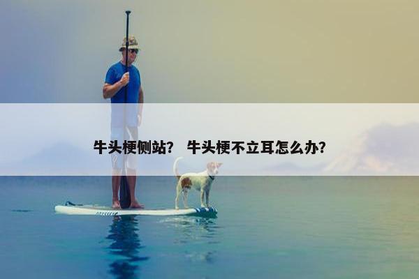 牛头梗侧站？ 牛头梗不立耳怎么办？