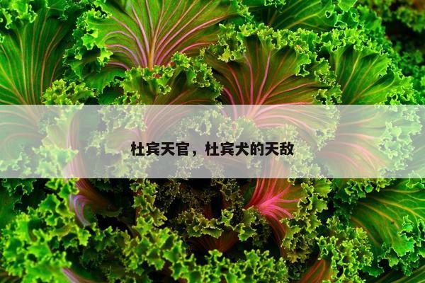 杜宾天官，杜宾犬的天敌