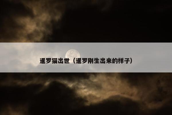 暹罗猫出世（暹罗刚生出来的样子）
