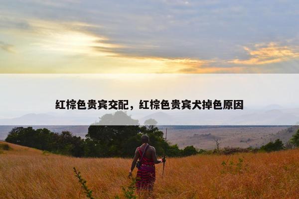 红棕色贵宾交配，红棕色贵宾犬掉色原因