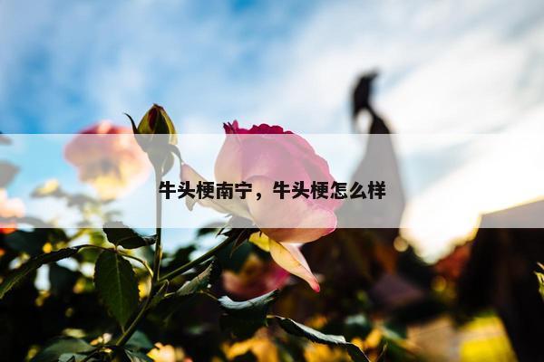 牛头梗南宁，牛头梗怎么样