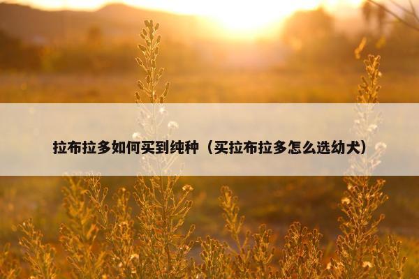 拉布拉多如何买到纯种（买拉布拉多怎么选幼犬）
