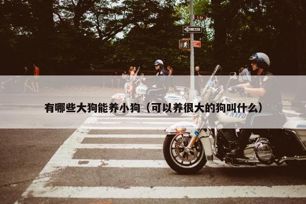 有哪些大狗能养小狗（可以养很大的狗叫什么）