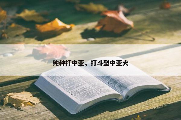 纯种打中亚，打斗型中亚犬