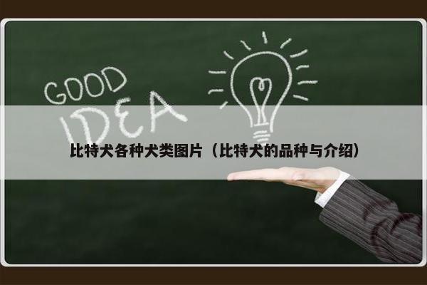比特犬各种犬类图片（比特犬的品种与介绍）