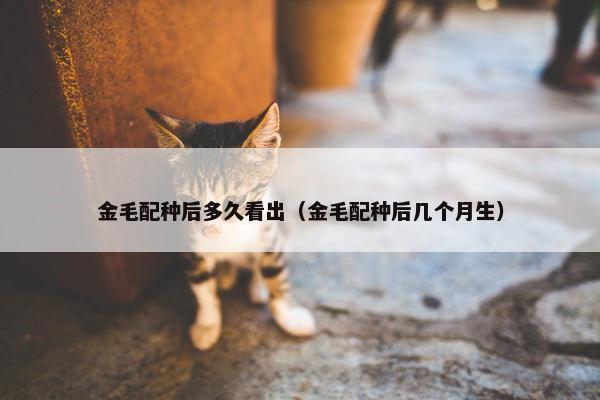 金毛配种后多久看出（金毛配种后几个月生）