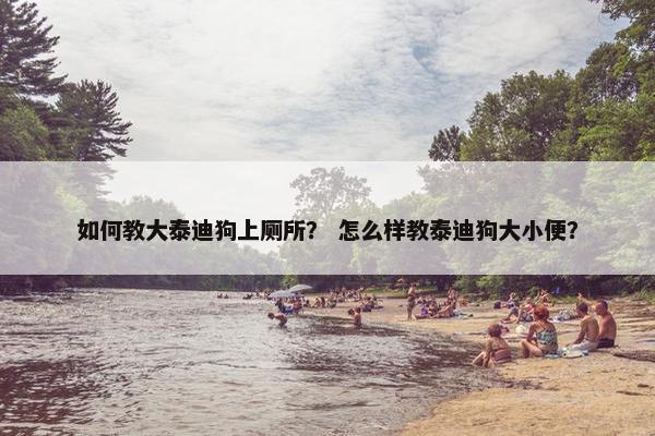 如何教大泰迪狗上厕所？ 怎么样教泰迪狗大小便？