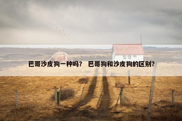 巴哥沙皮狗一种吗？ 巴哥狗和沙皮狗的区别？