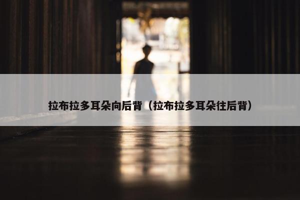 拉布拉多耳朵向后背（拉布拉多耳朵往后背）