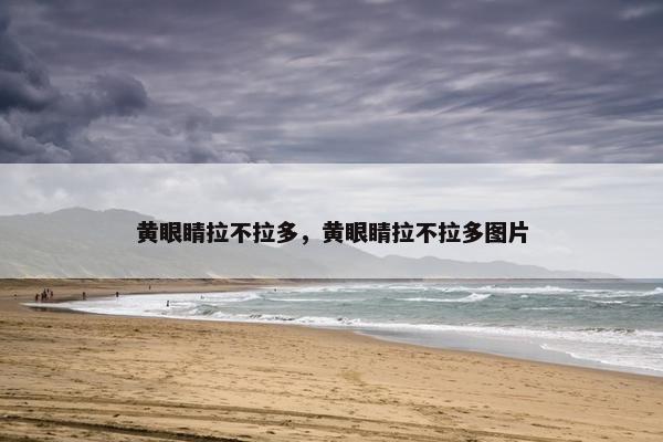 黄眼睛拉不拉多，黄眼睛拉不拉多图片