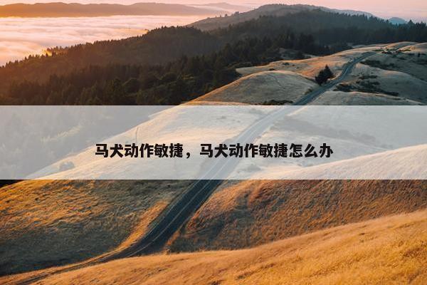 马犬动作敏捷，马犬动作敏捷怎么办