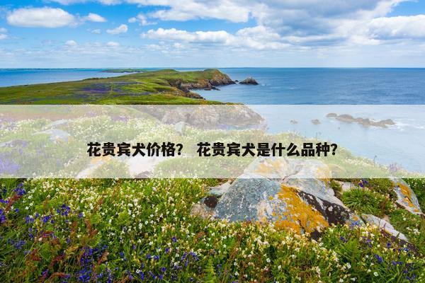花贵宾犬价格？ 花贵宾犬是什么品种？