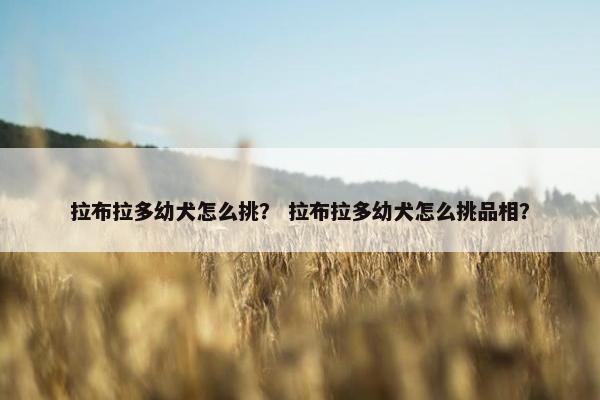 拉布拉多幼犬怎么挑？ 拉布拉多幼犬怎么挑品相？