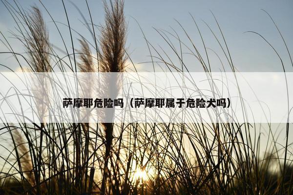 萨摩耶危险吗（萨摩耶属于危险犬吗）