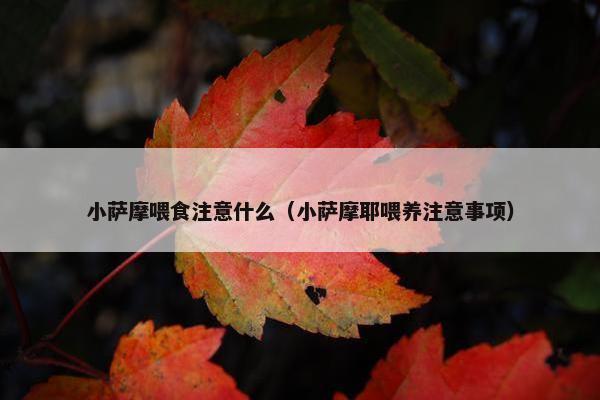 小萨摩喂食注意什么（小萨摩耶喂养注意事项）