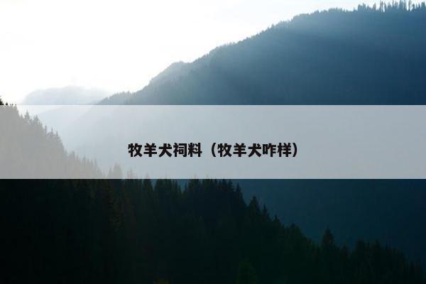 牧羊犬祠料（牧羊犬咋样）