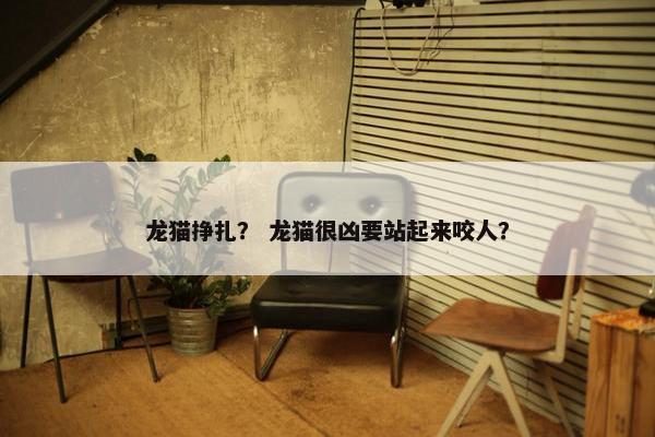 龙猫挣扎？ 龙猫很凶要站起来咬人？