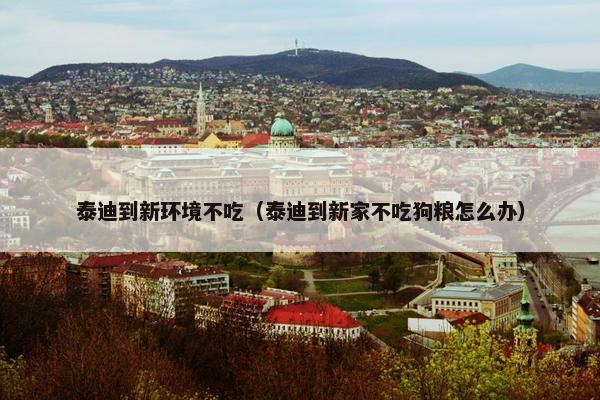 泰迪到新环境不吃（泰迪到新家不吃狗粮怎么办）