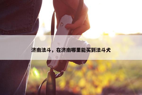 济南法斗，在济南哪里能买到法斗犬