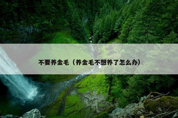 不要养金毛（养金毛不想养了怎么办）