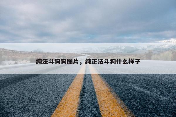 纯法斗狗狗图片，纯正法斗狗什么样子