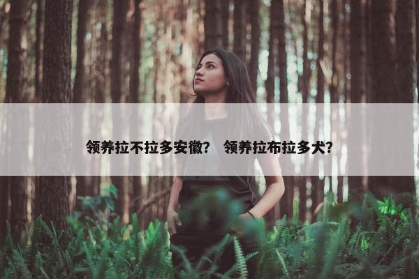 领养拉不拉多安徽？ 领养拉布拉多犬？