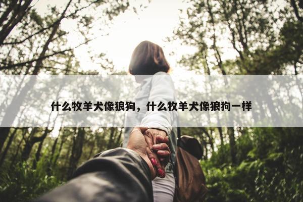 什么牧羊犬像狼狗，什么牧羊犬像狼狗一样