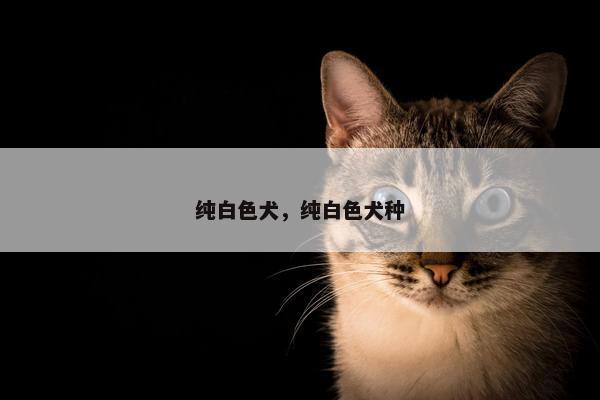 纯白色犬，纯白色犬种