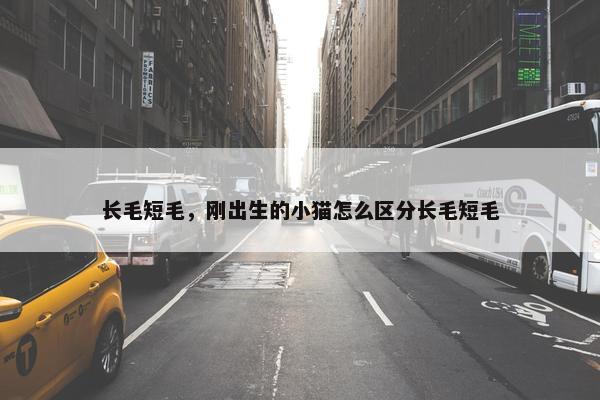 长毛短毛，刚出生的小猫怎么区分长毛短毛