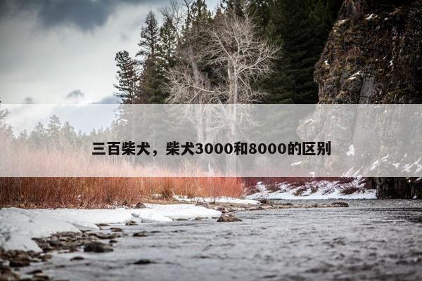 三百柴犬，柴犬3000和8000的区别