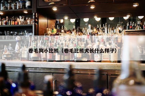 卷毛狗小比熊（卷毛比熊犬长什么样子）