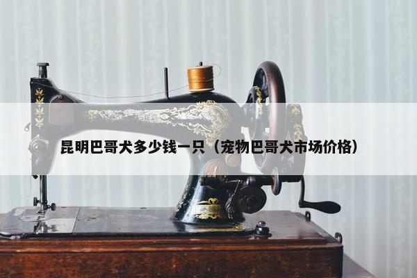 昆明巴哥犬多少钱一只（宠物巴哥犬市场价格）