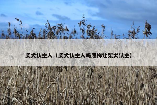 柴犬认主人（柴犬认主人吗怎样让柴犬认主）