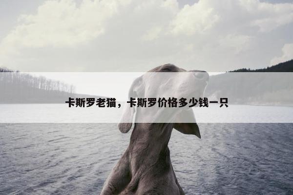 卡斯罗老猫，卡斯罗价格多少钱一只