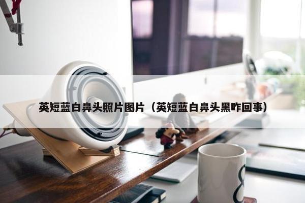 英短蓝白鼻头照片图片（英短蓝白鼻头黑咋回事）