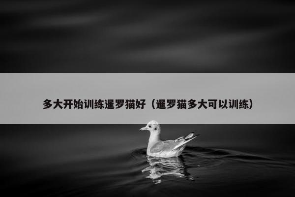 多大开始训练暹罗猫好（暹罗猫多大可以训练）