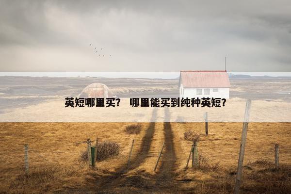 英短哪里买？ 哪里能买到纯种英短？