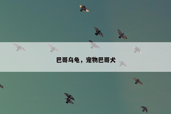 巴哥乌龟，宠物巴哥犬